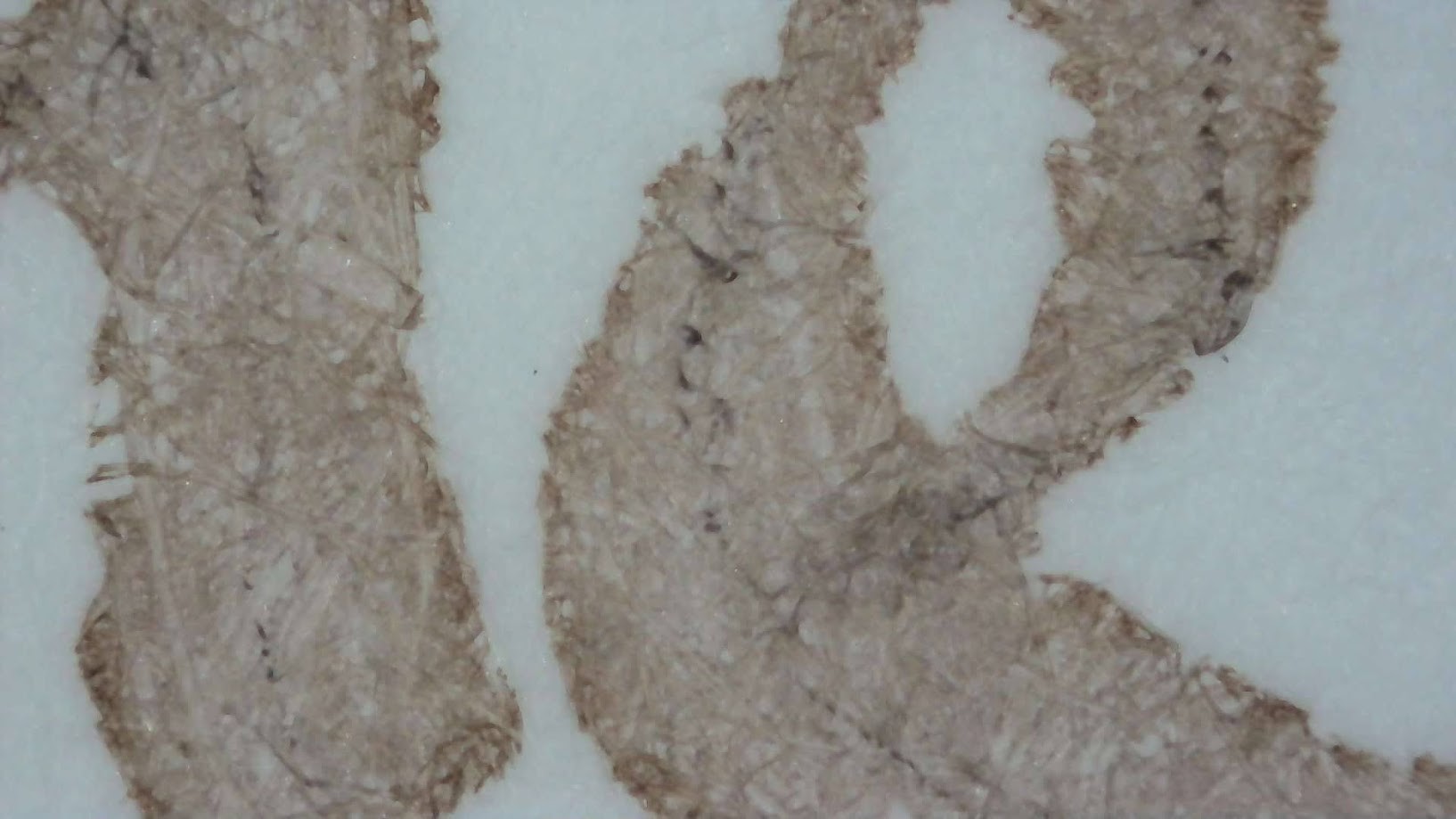 Photo of ink writing under a microscope. Paper fibers are visible. The ink is light brown/tan and a little darker around the edges.