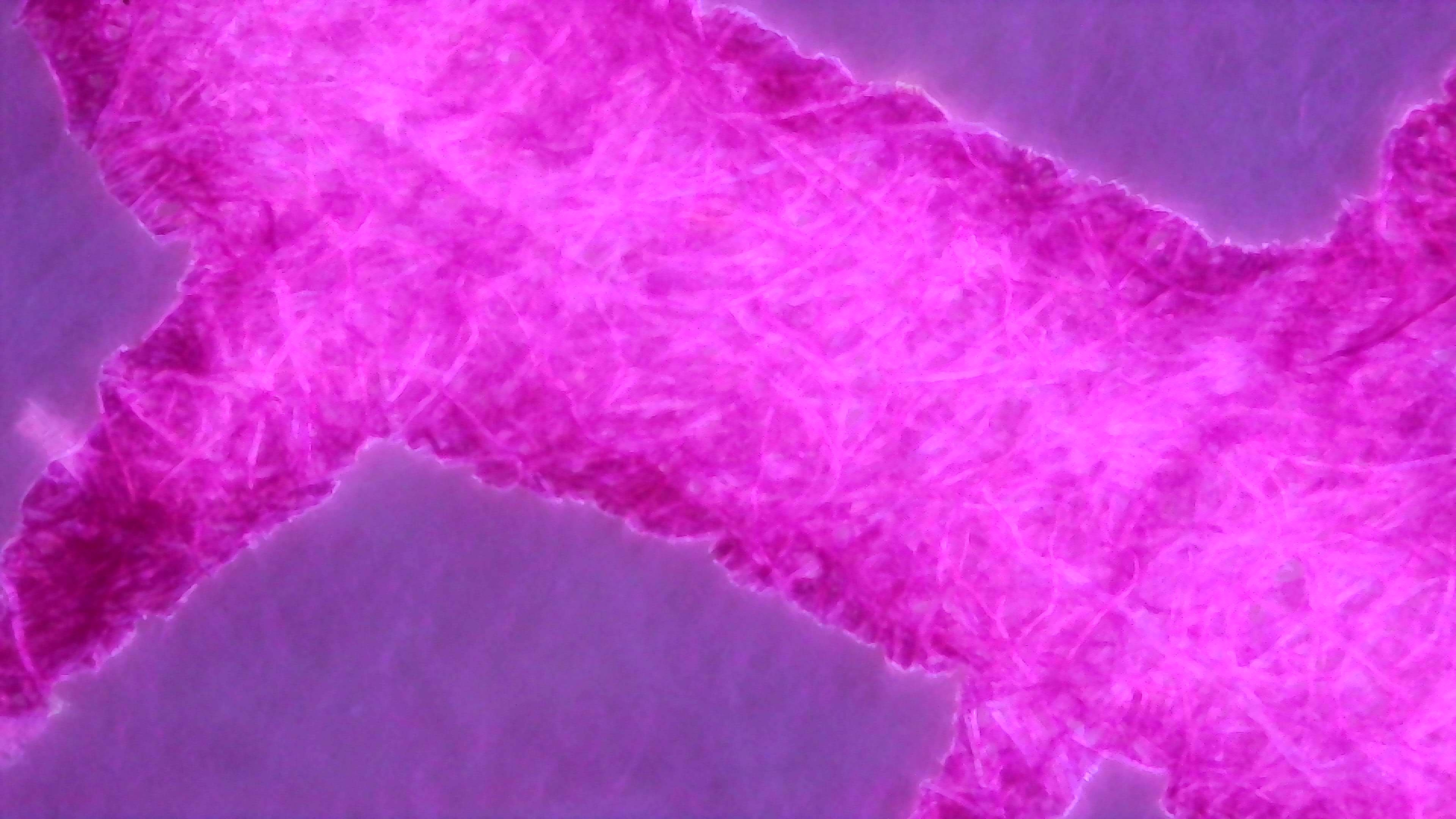 Same as photo 1 but under UV light. The paper is not glowing but does appear to have a faint dark purple color. The ink is glowing very brightly pink in the center and red near the edges. There is a faint pink outline outside the edges of the line.