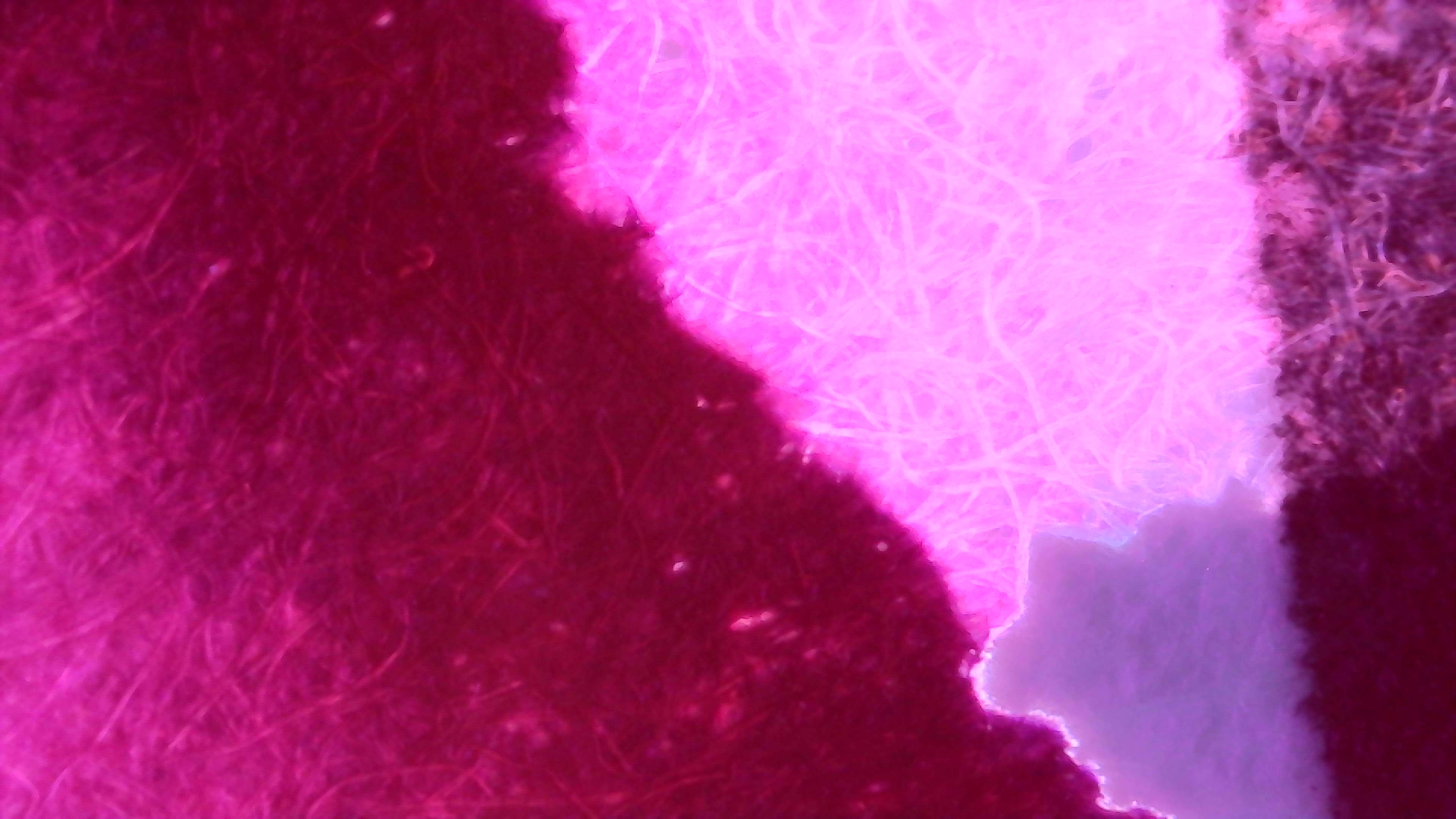 Same as photo 3 but under UV light. The paper is not glowing but does appear to have a faint dark purple color. The lighter area is glowing very brightly pink. The darker area is glowing magenta. There is a faint pink outline outside the edges of the line.