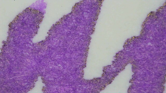 Photo of ink writing on Midori paper under magnification. The ink is purple, with one small area that is lighter. The edges of the line are somewhat rough. There is a slight halo of gold sheen around the lines.