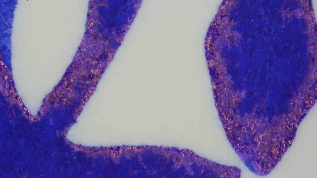 Photo of a writing sample under magnification. The center of the strokes are very blue, the edges are shiny red.